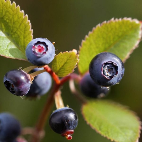 Wild blueberries on a bush